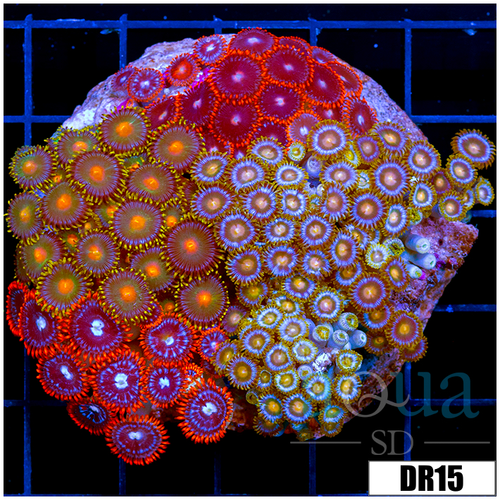 Indo Mixed Zoanthids Colony