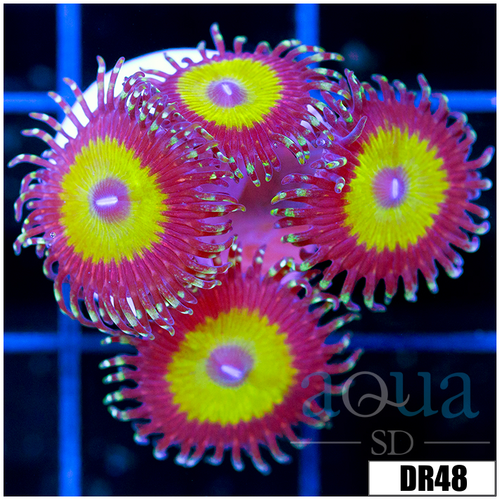 Candy Apple Zoanthids