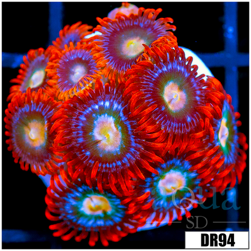 Fire And Ice Zoanthids