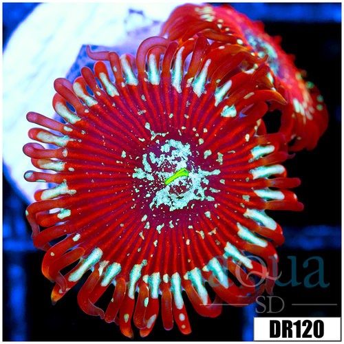 Magician Zoanthids
