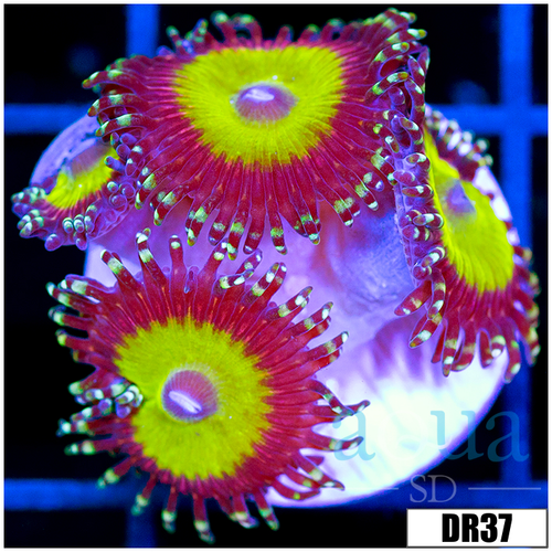 Candy Apple Zoanthids
