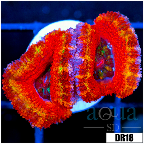 ASD Rainbow Acan Lord
