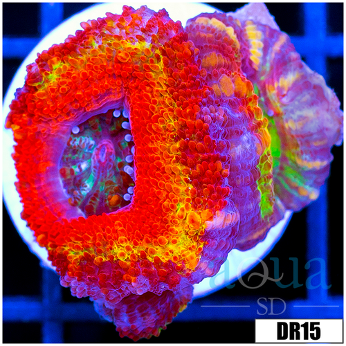ASD Rainbow Acan Lord