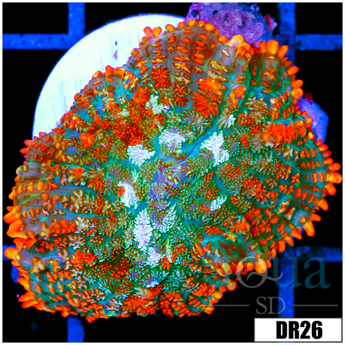 Flaming Rhodactis Mushroom