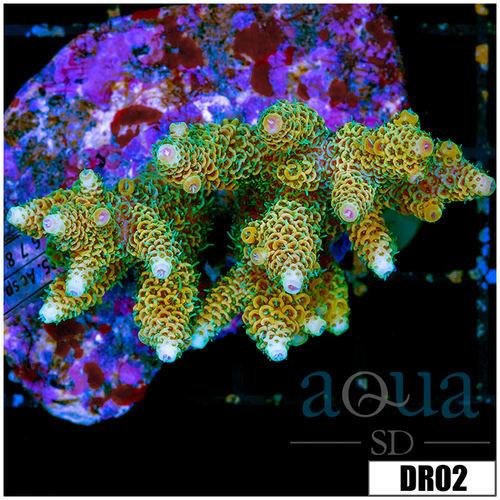 Indo Cultured Acropora Colony