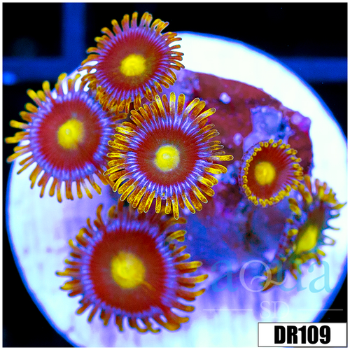 Blow Pop Zoas