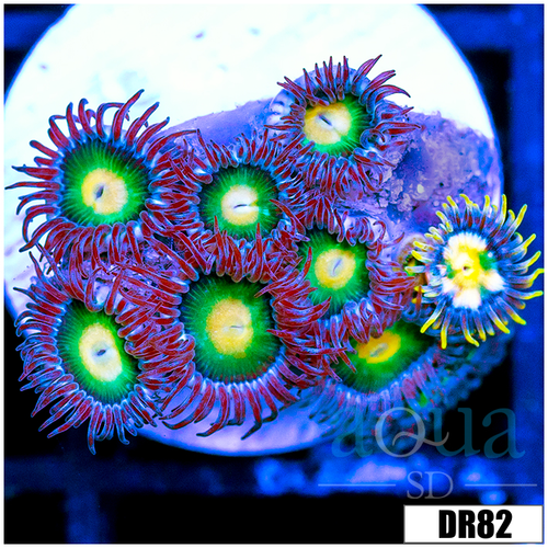 ASD Combo Zoas