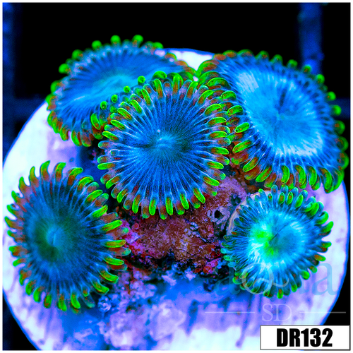 Blue Sinatra Zoanthids