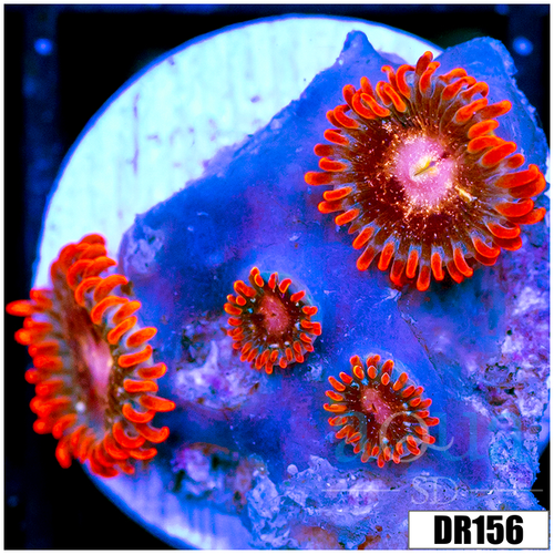 ASD Crimson Galaxy Zoas