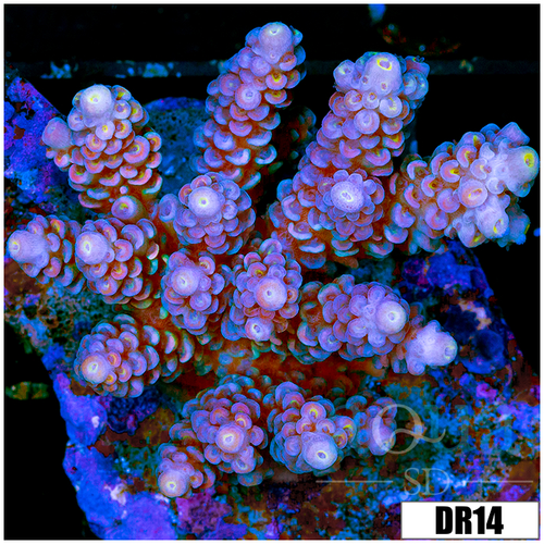 Indo Cultured Acropora Colony
