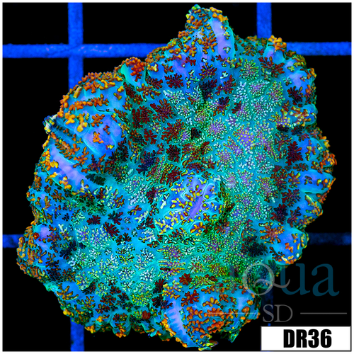 Rainbow Speckled Rhodactis Mushroom