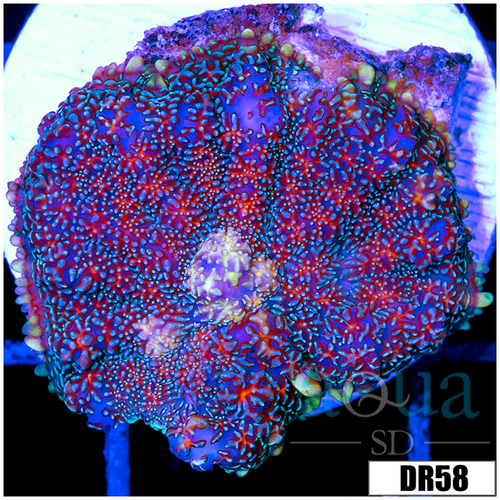 Galactis Rhodactis Mushroom