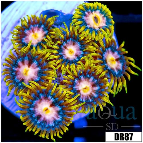 Laser Lemon Zoanthids