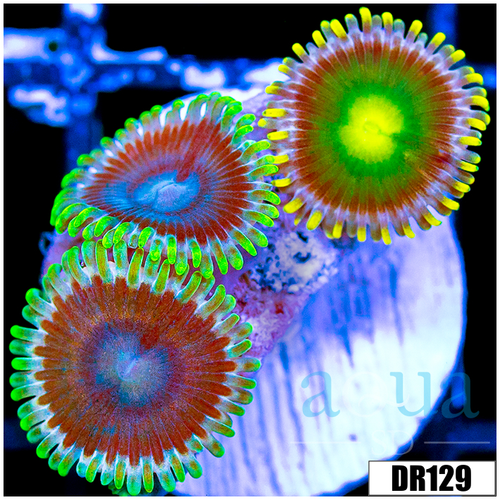 ASD Combo Zoas