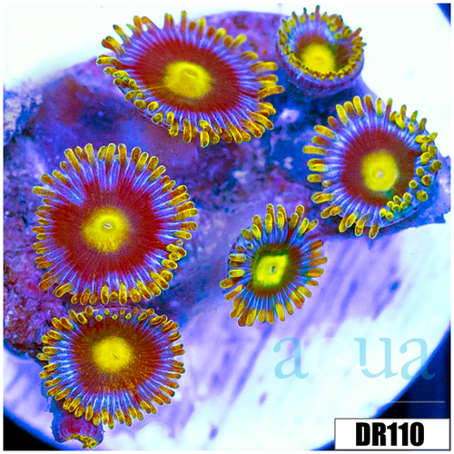 Blow Pop Zoas