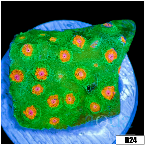Indo Meteor Shower Cyphastrea