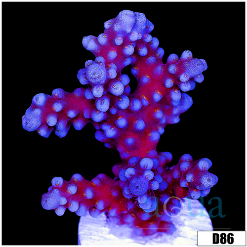 Purple Tort Acropora