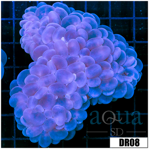 Aussie Purple Bubble Coral