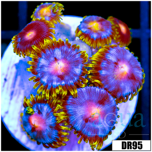 Blow Pop Zoas