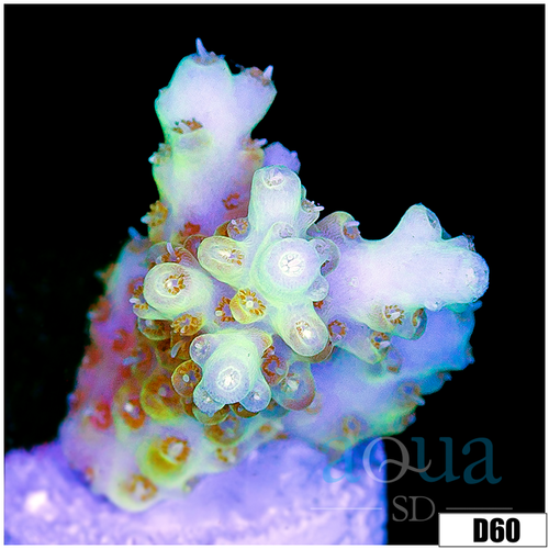 Honey Kiss Acropora