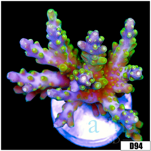 Galaxy Acropora