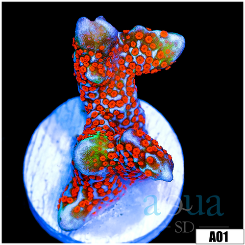 Info Red Montipora Digitata
