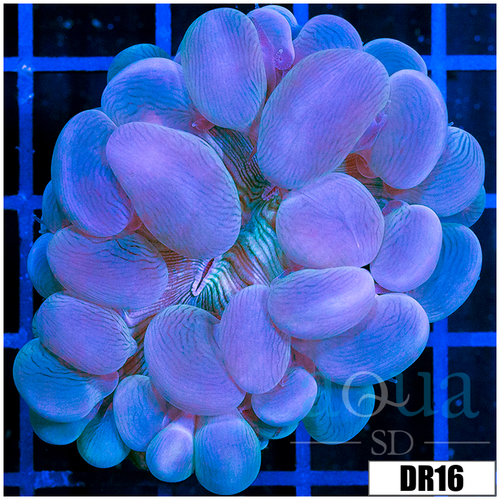 Aussie Large Bubble Coral