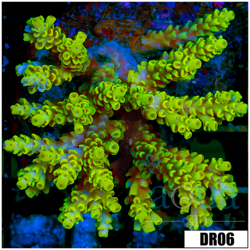 Indo Cultured Acropora Colony
