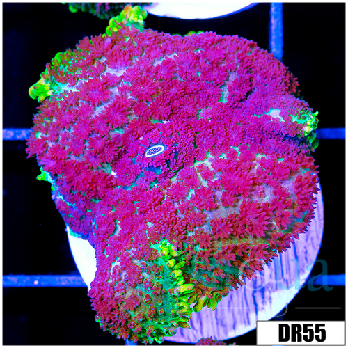 Large Huk Rhodactis Mushroom
