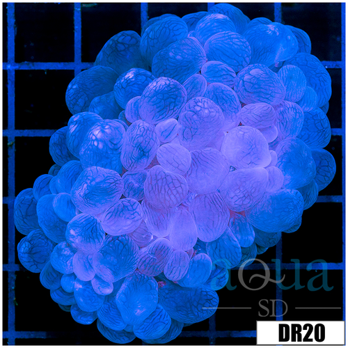 Aussie Purple Bubble Coral