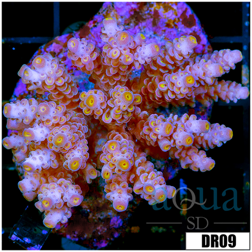 Indo Cultured Acropora Colony