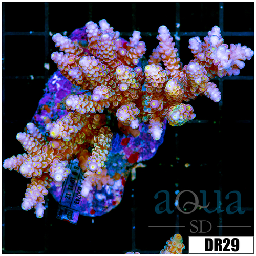 Indo Cultured Acropora Colony