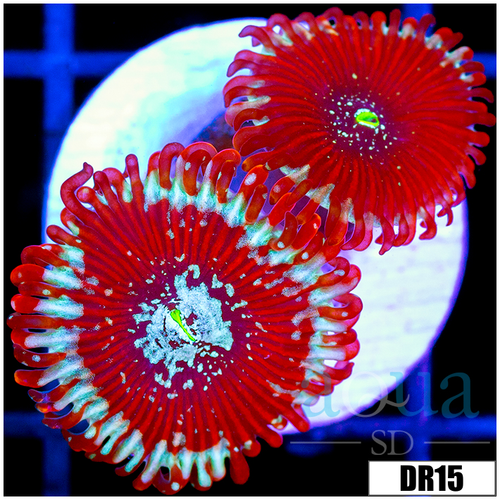 Magician Zoanthids