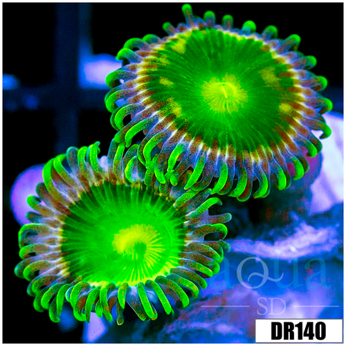 Dragon Eyes Zoas