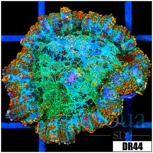 Rainbow Speckled Rhodactis Mushroom