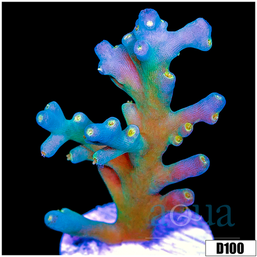 Iced Echinata Acropora