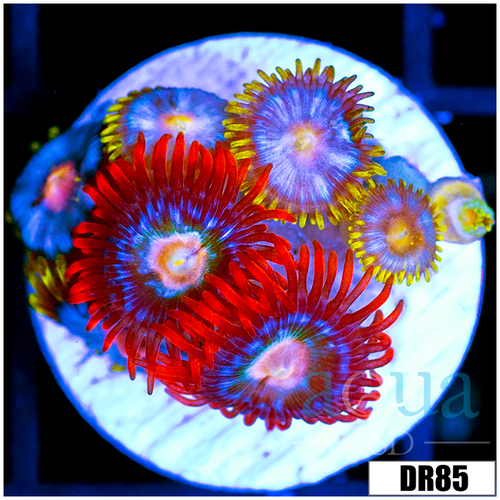 ASD Combo Zoas