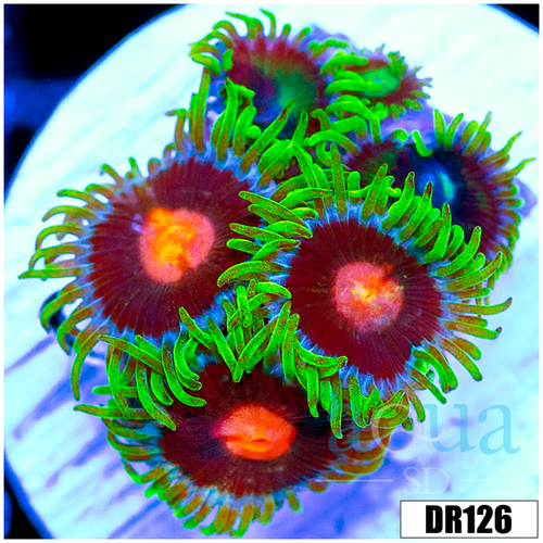 ASD Combo Zoas