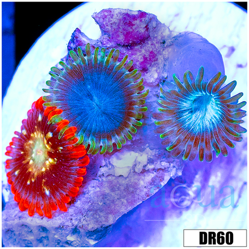 ASD Combo Zoas