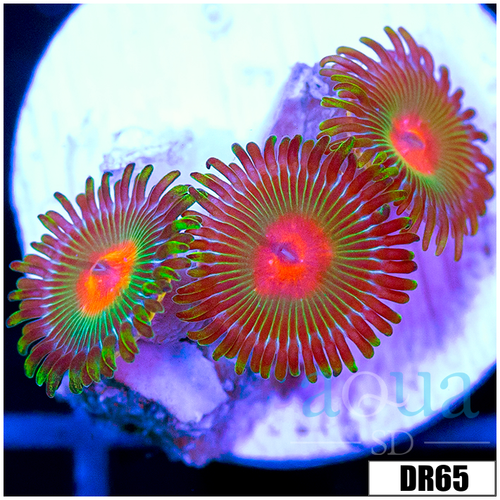 Gator Eyes Zoas