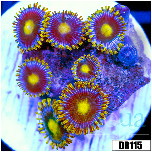 Blow Pop Zoas