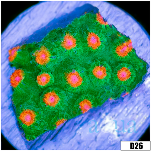 Indo Meteor Shower Cyphastrea
