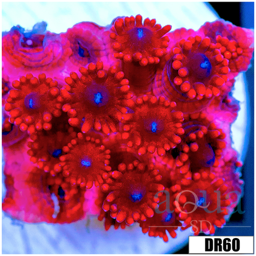 ASD Red Goniopora