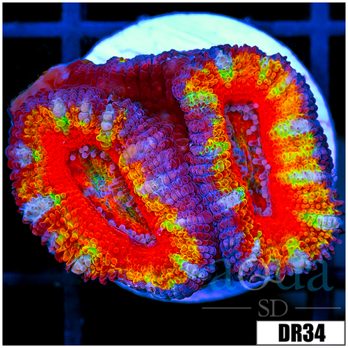 ASD Rainbow Acan Lord