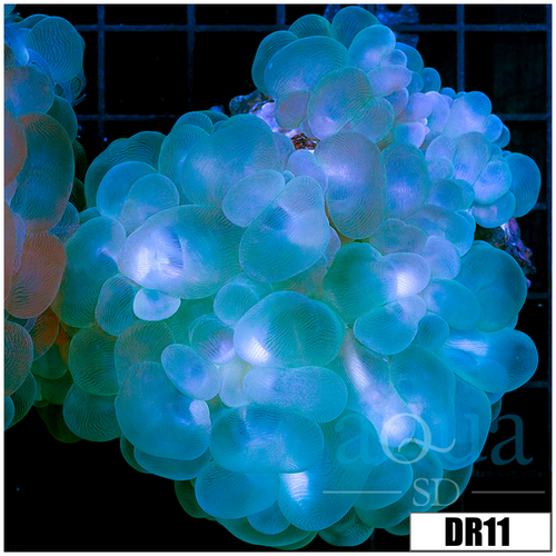 Aussie Large Bubble Coral