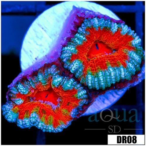 Ultre Teal Claw Acan Lord