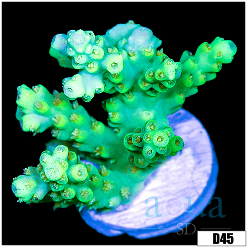Enchanted Acropora