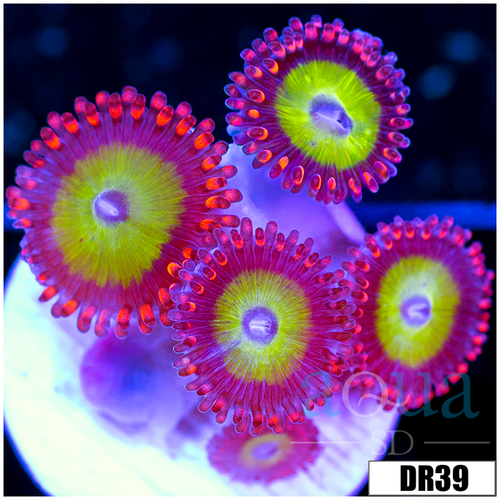 Candy Apple Zoas