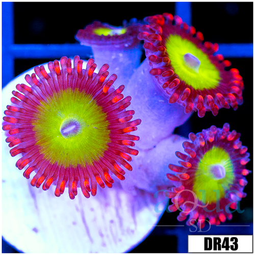 Candy Apple Zoas