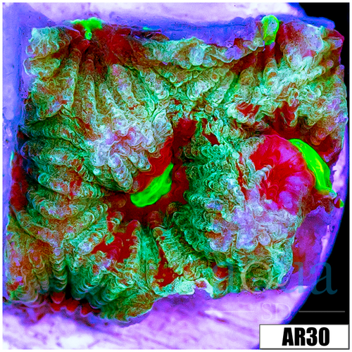 Grafted War Coral Favia